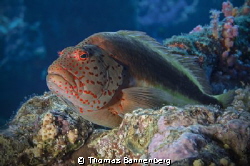 hawkfish (Paracirrhites forsteri)

NIKON D7000 in a Sea... by Thomas Bannenberg 